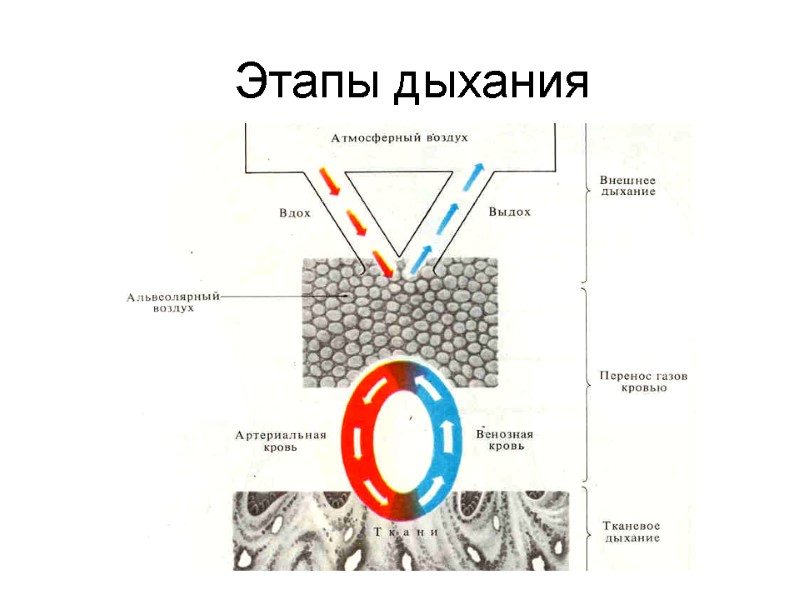 Этапы дыхания